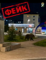 ВАЖНО! В городе распространяют фейковые фото с медведями